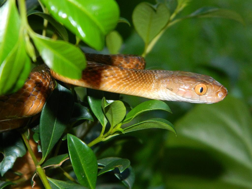 Brown Tree Snake - Boiga irregularis - in my backyard