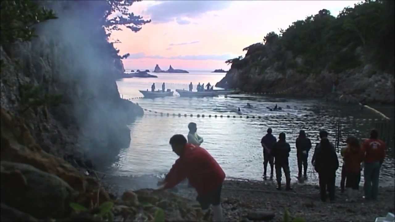 Mùa "săn bắt" và "tàn sát" cá heo đẫm máu ở Taiji, Nhật Bản