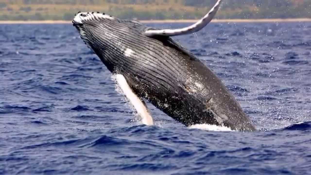 Whale Facts: 10 facts about Humpback Whales