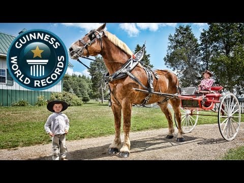 World's Tallest Horse - Meet The Record Breakers - Guinness World Records