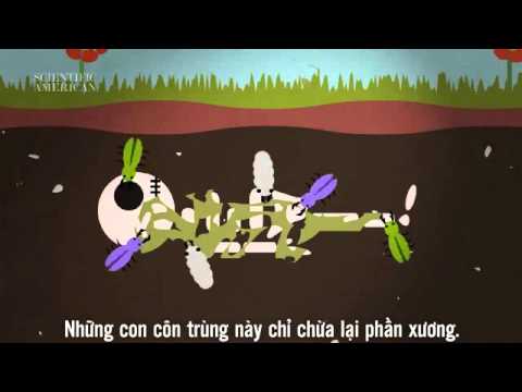 Quá trình biến đổi của cơ thể con người sau khi chết