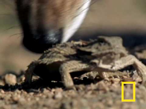 Blood Squirting Lizard | National Geographic