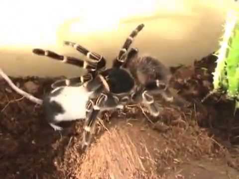Nhện khổng lồ Theraphosa blondi xơi tái chuột trong nháy mắt 