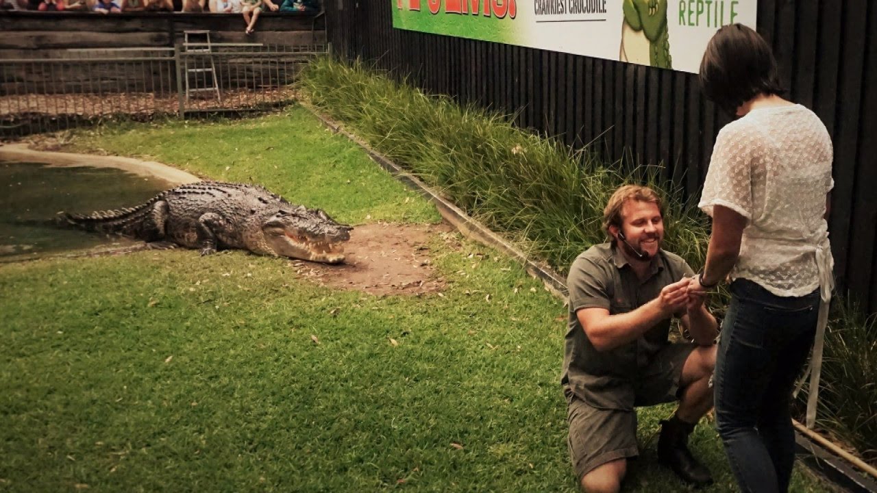 Watch Reptile Handler Propose To Girlfriend In Crocodile Den During Feeding Time