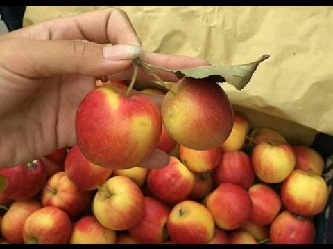 Không có táo đá Hà Giang, chỉ có táo Trung Quốc