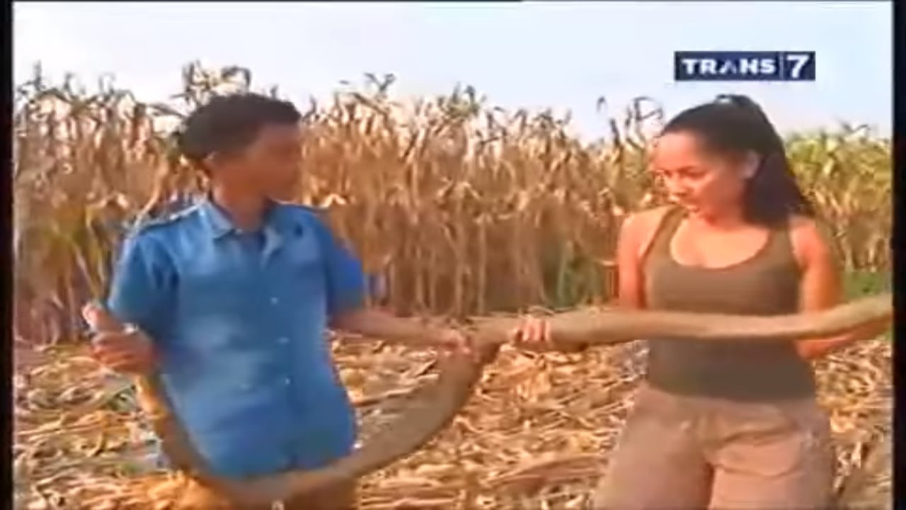 Pha bắt rắn hổ mang nguy hiểm nhất thế giới 