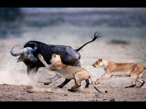  Xem trâu rừng bủa vây giày xéo đàn sư tử