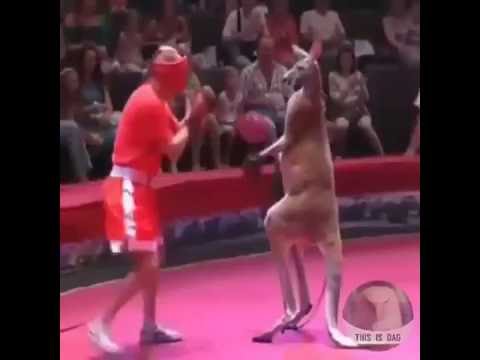Trận đấu nảy lửa giữa Kangaroo và võ sĩ quyền anh 