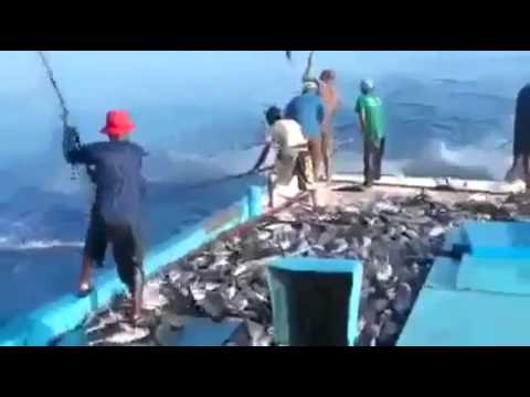 Ngư dân câu cá siêu tốc - Vua câu cá