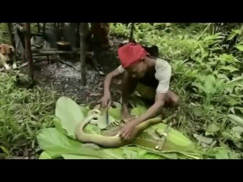 Cách thổ dân săn rắn độc khủng và chén ngay