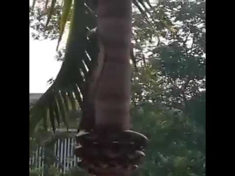 Trăng khổng lồ leo cây dừa 