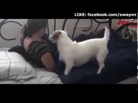 Chú chó thông minh nhất thế giới - Smartest Dog in the world