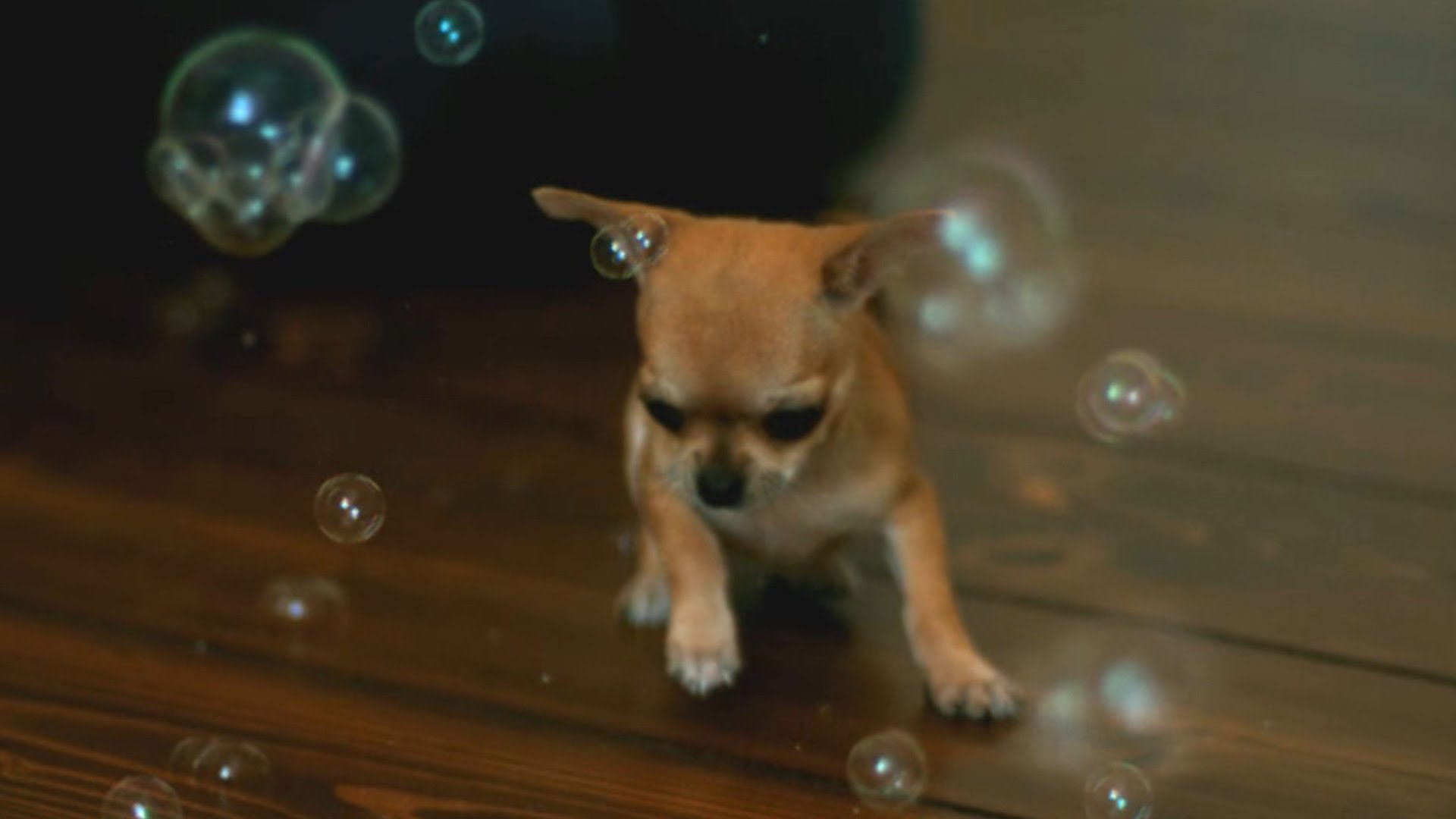 Chihuahua Bubbles - Some Cute Slow Motion