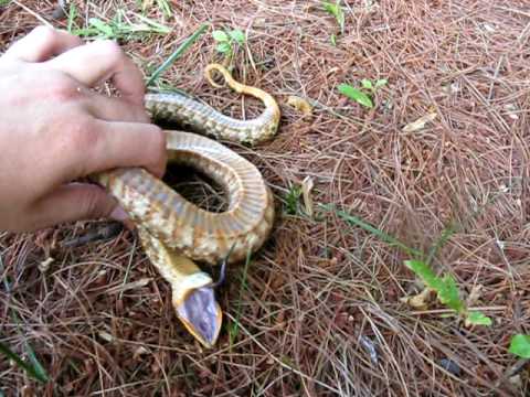 hognose playing dead- kinda funny...