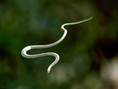 Cận cảnh "chiến binh" rắn Bay: Snake Flying