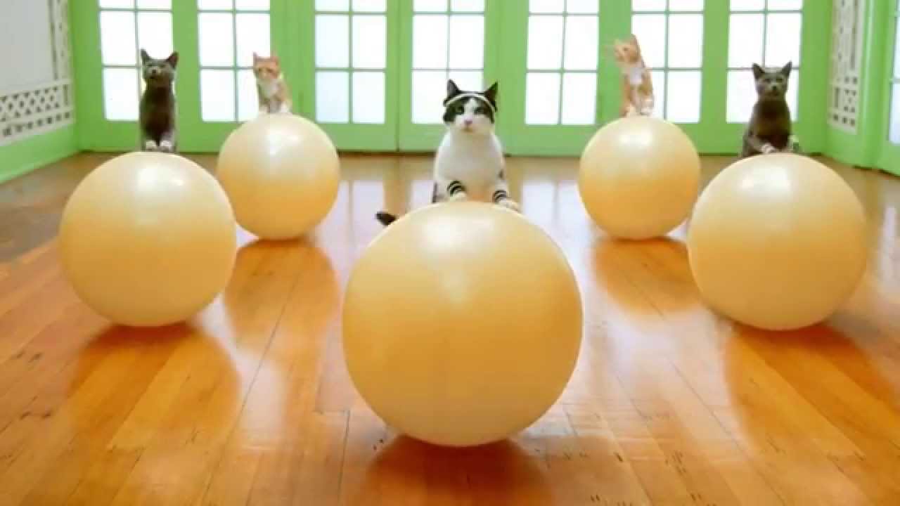 Mèo tập thể dục giảm béo siêu dễ thương