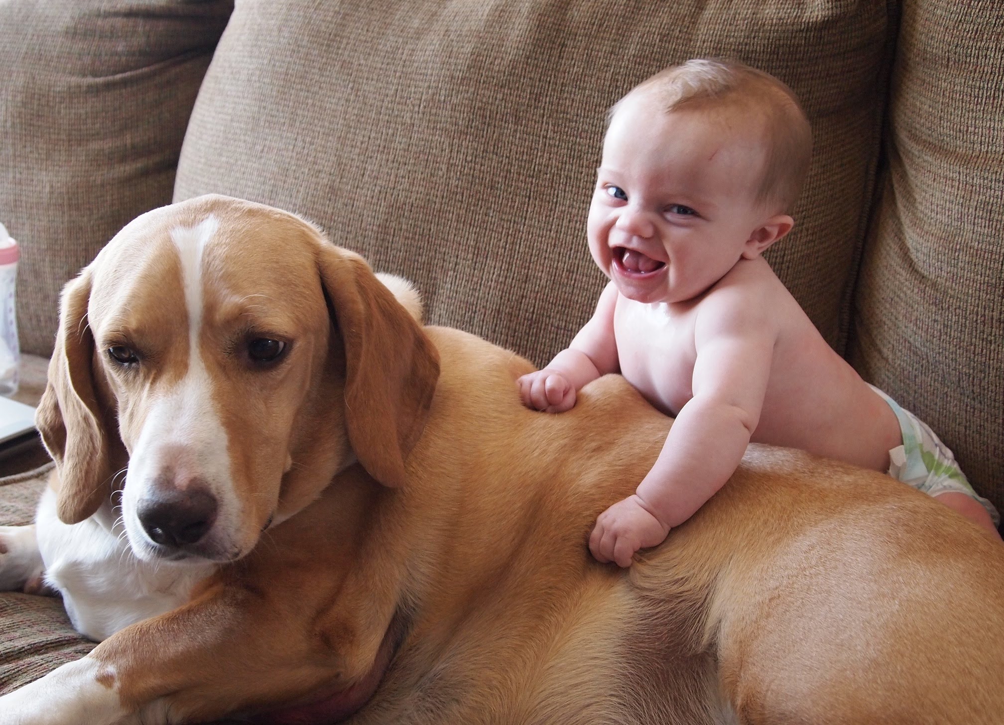 Cute Cats and Dogs Love Babies Compilation Part 2