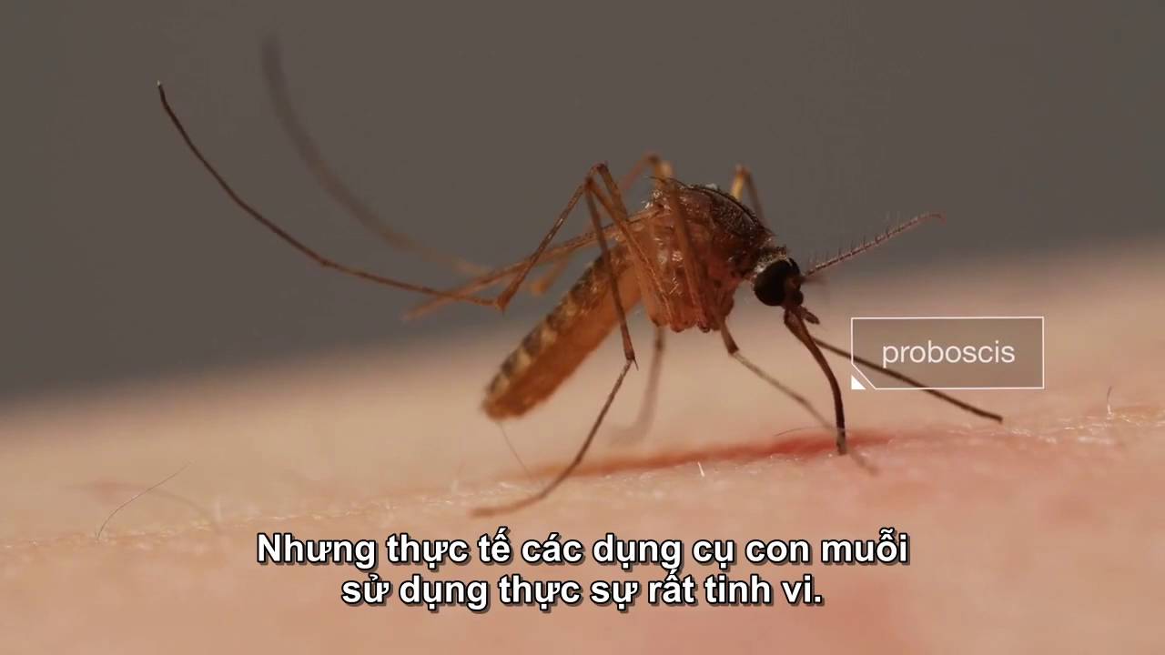 Xem video này bạn mới hiểu loài muỗi hút máu chúng ta phức tạp như thế nào