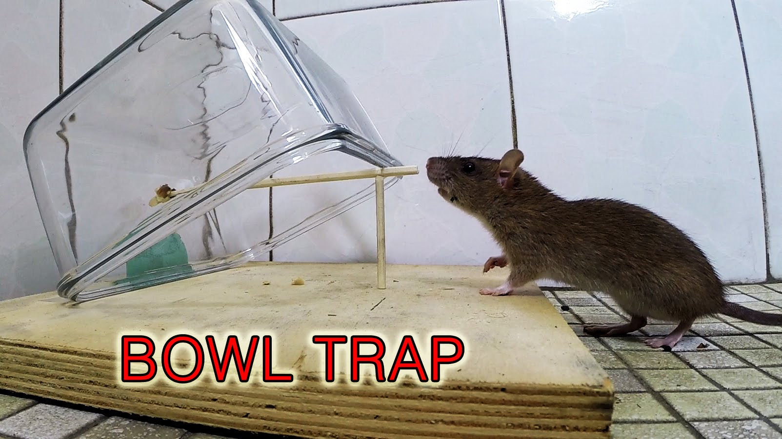 bowl mouse trap