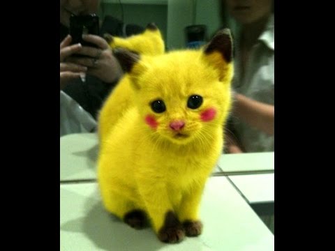 Khi chó và mèo nghịch ngợm,mọi thứ trở nên thật vui vẻ