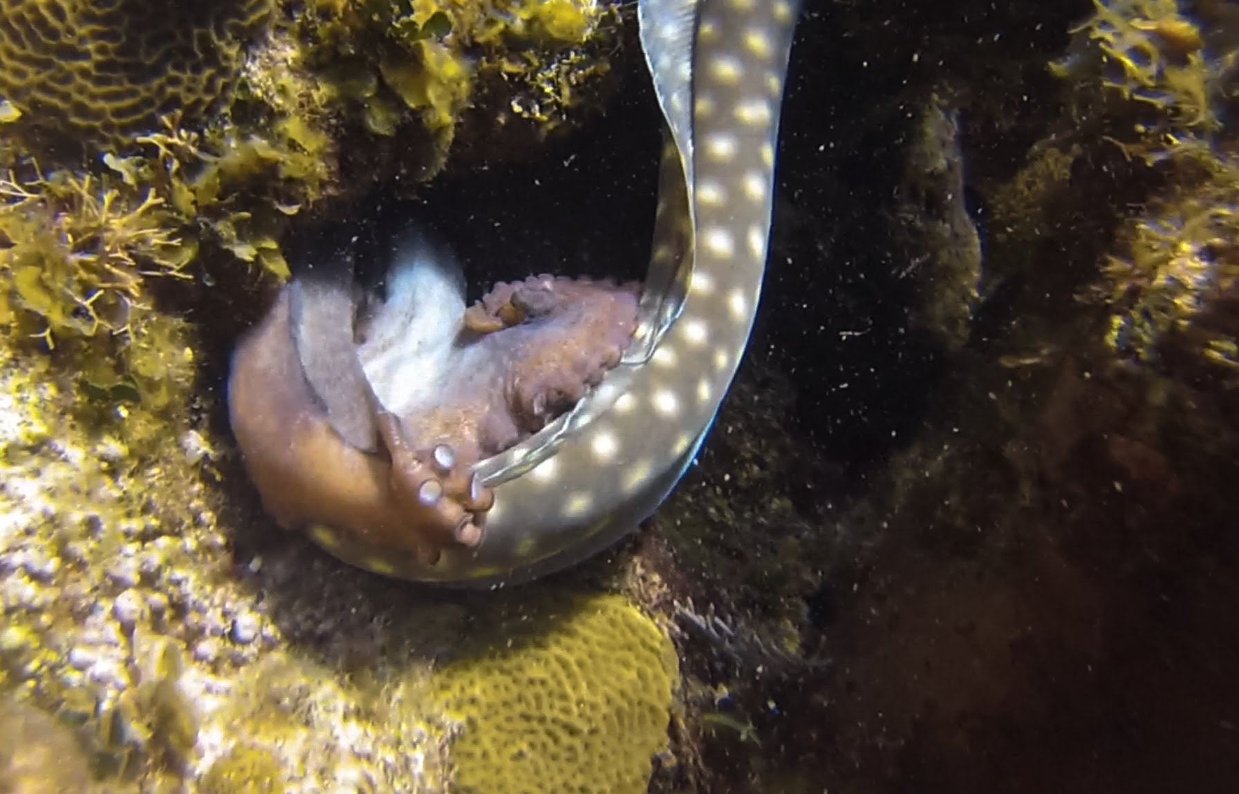 Octopus versus sharptail eel in Roatan Honduras. Not a happy ending (fair warning)