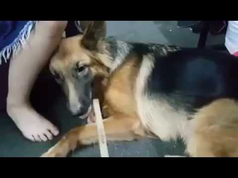 Chú chó bảo vệ chủ yêu dã man - Lovey Dog