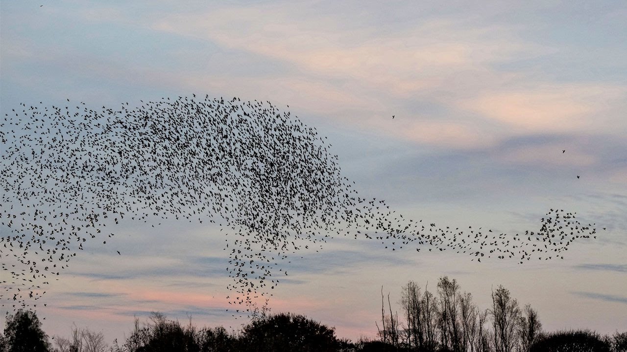 Group Of Starlings Form Perfect Dinosaur Shape