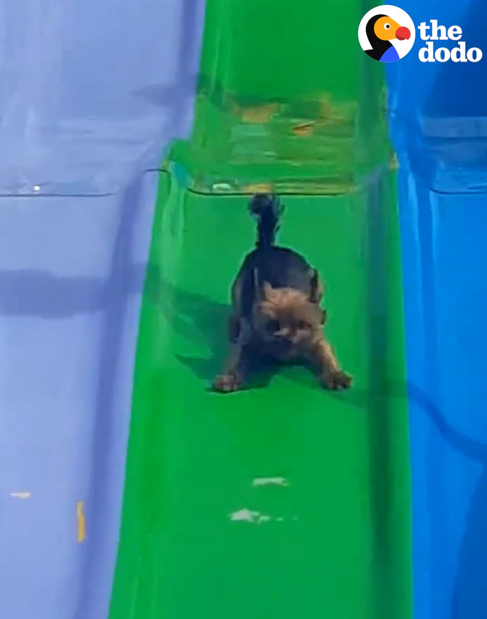 Dog Rides Slide Over and Over Again | The Dodo