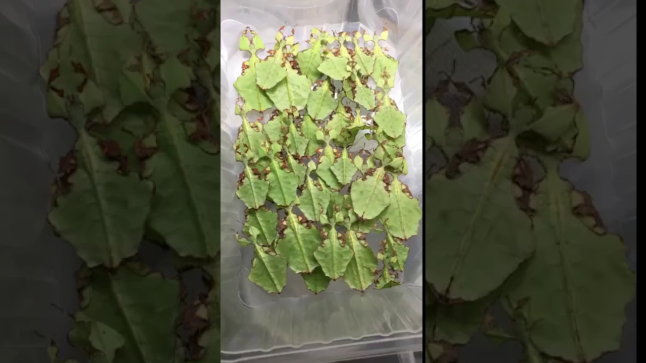Viral Video UK: Insect salad!