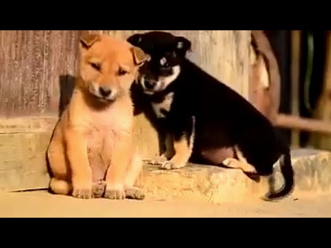 Những con chó ngủ gật hài nhất thế giới