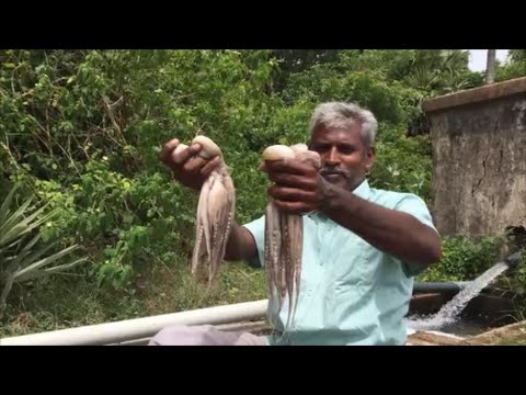 Octopus Cleaned and Cooked in My Village - Spicy Octopus Gravy - My Village My Food