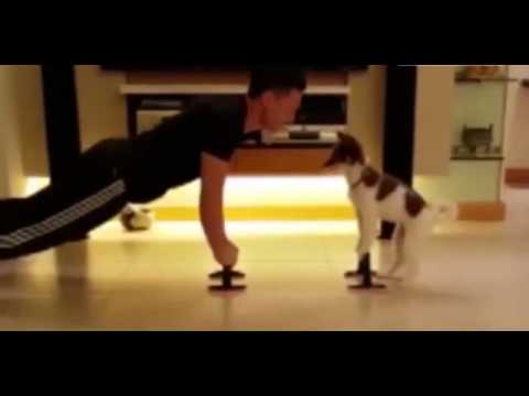 Hài hước với màn dạy chó tập chống đẩy