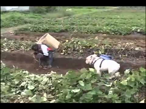 Đười Ươi và chó đi đào Khoai Lan   -  Coi và cười té ghế [Tại nhật bản]