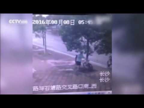 Khóa xe đạp vào cây, trộm cưa đổ cả cây để lấy xe