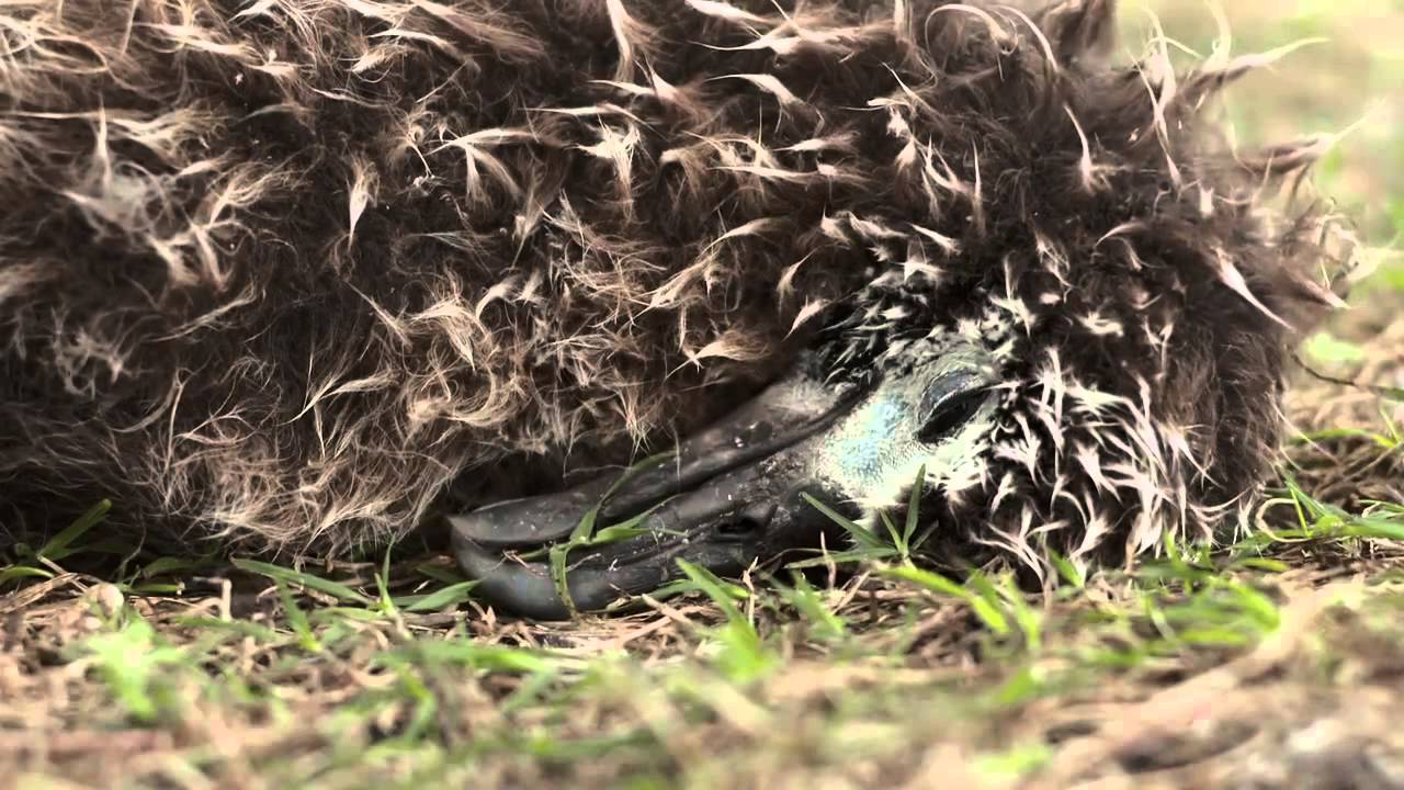 Midway Island, North Pacific Ocean, Unbelievable !