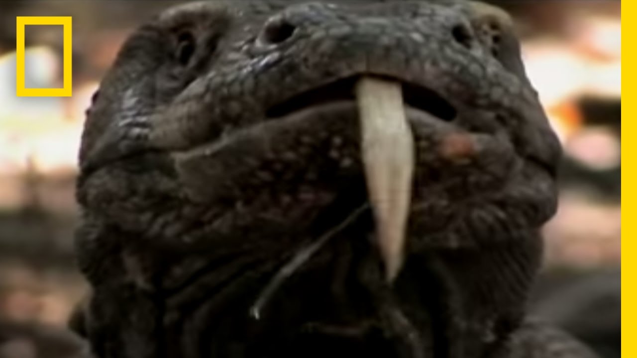 Kills With One Bite | National Geographic