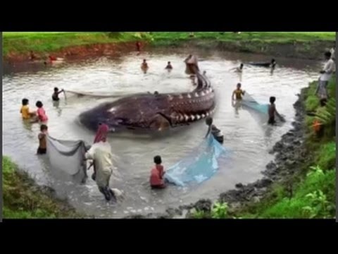 Cả làng bủa lưới vây bắt cá khổng lồ ẩn trốn dưới hồ nước nhỏ 