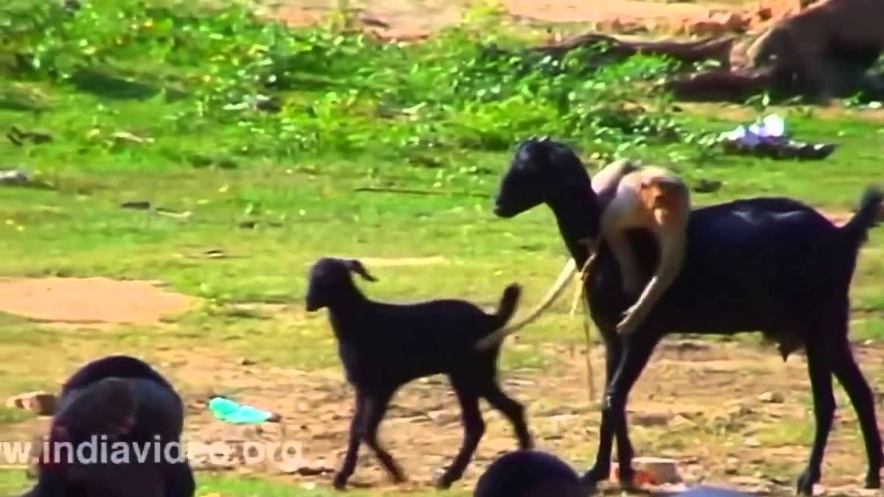 Cười nghiêng ngả xem khỉ trêu dê