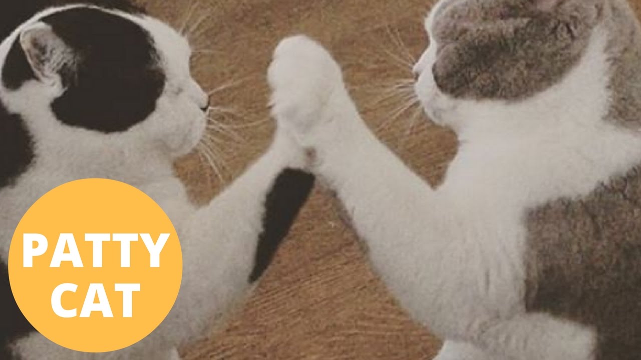 Woman's Cats Learn How To Play - PAT-A-CAKE