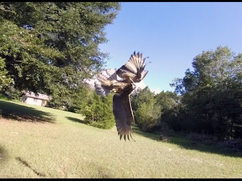 Hawk Attacks drone