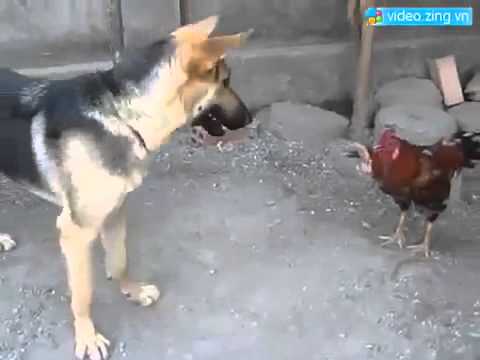 Gà đánh nhau với chó cực nguy hiểm và liều lĩnh