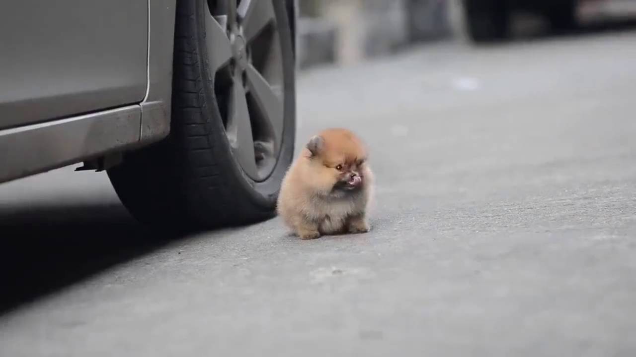 chân ngắn đáng yêu mà!!