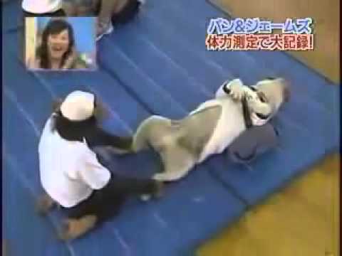 Clip hài: Khỉ và chó tập thể dục - Cười đau bụng :))