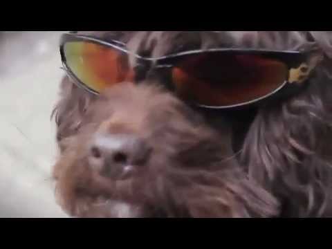 Chó nhảy Gangnam Style