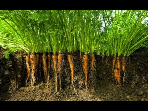  Công nghệ thu hoạch carot
