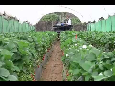 Xem xe hái nho ,dâu tây và cải bắp cực thích 
