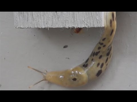 Amazing High Speed Slug: Timelapse