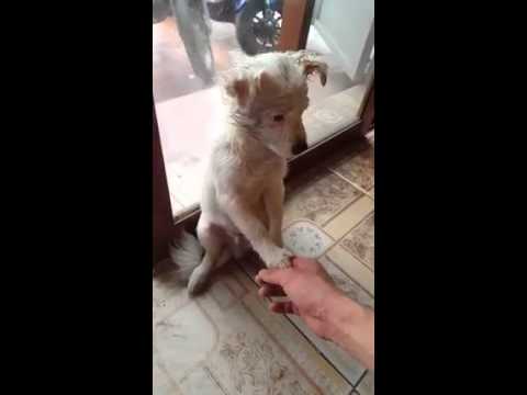 Dân mạng phát cuồng chú chó   Mắng thì mắng chứ đừng có chỉ tay vào mặt