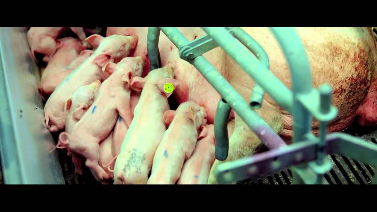 Không nói một từ nào, đoạn phim 6 phút làm bạn nín lặng...