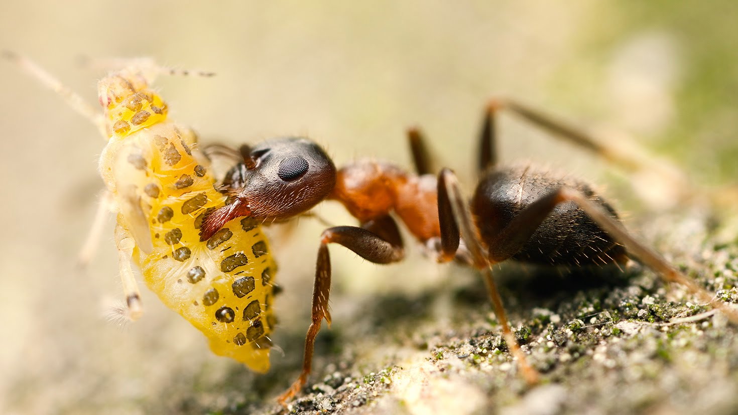 10 Incredibly Strong Insects